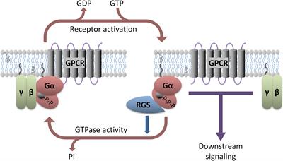 The Role of G-proteins and G-protein Regulating Proteins in Depressive Disorders